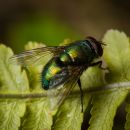 Green_bottle-1.jpg