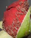 Greenfly120606a.jpg