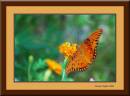 Gulf_Fritillary_bf.jpg