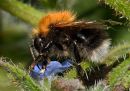 HDRBee_edited-1.jpg