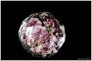 HELLEBORE_AT_THE_BACK_OF_A_CRYSTAL_.jpg