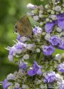 /gallery/data/514/thumbs/Hairstreak_Nikon_D_600_Sig_105_2_8_macro_ff_dif_20200709-DSC_8332.jpg