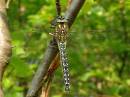 Hairy_Dragonfly.jpg
