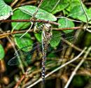 Hanging_Dragon_hdr.jpg