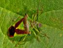 /gallery/data/514/thumbs/Hawthorn_shield_bug.jpg