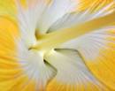 Hibiscus5.jpg