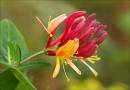 Honeysuckle.jpg