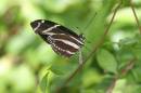 Hopper_and_Butterfly1_040.jpg