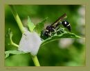 Hornet_N_D_600_Sigma_105_Macro_HH_FF_061916_9649.jpg