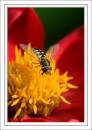 Hover_Fly-9661.jpg