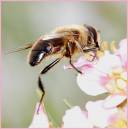 Hover_Fly3.jpg