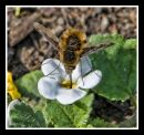Hover_Fly4.jpg