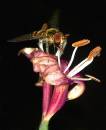 Hover_Fly_on_Honeysuckle.jpg