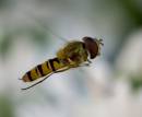 Hover_flies_079_edited-2.jpg
