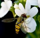 Hover_flies_topaz.jpg