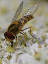 Hover_fly_2.jpg