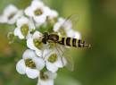 Hoverfly-_007_.jpg