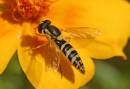 Hoverfly.jpg