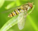 Hoverfly04filtered_edited-1.jpg