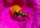 Hoverfly1.jpg