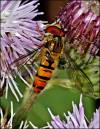 Hoverfly11.jpg