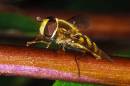 Hoverfly12.jpg