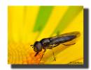 Hoverfly4.jpg