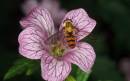 Hoverfly6.jpg