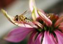 Hoverfly7.jpg