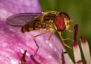 Hoverfly8.jpg