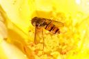 Hoverfly9.jpg