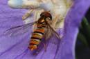 HoverflyFleeding.jpg