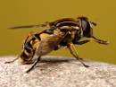 Hoverfly_3_6_07.jpg