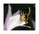 Hoverfly_on_Hosta.jpg
