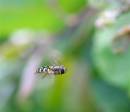Hoverfly_s_133_edited-copy.jpg