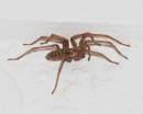 Hspider090706.jpg