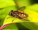 Hverfly110706.jpg