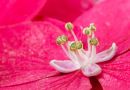 Hydrangea11.JPG