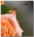 /gallery/data/514/thumbs/IMG_0148_copy.jpg