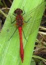 IMG_0170_edited-1.jpg