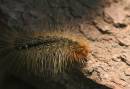 IMG_0604_catterpillar.jpg