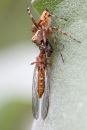 IMG_0744v.jpg