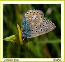 IMG_1053_comon_blue.jpg