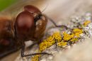 IMG_1054-56.jpg