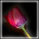 IMG_1368_copy_copy.jpg