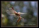 IMG_2442.jpg