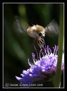 IMG_2477.jpg