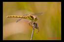 IMG_3131-Edit.jpg