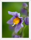 IMG_3520-Edit_copy.jpg