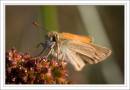IMG_3549-Edit_copy.jpg